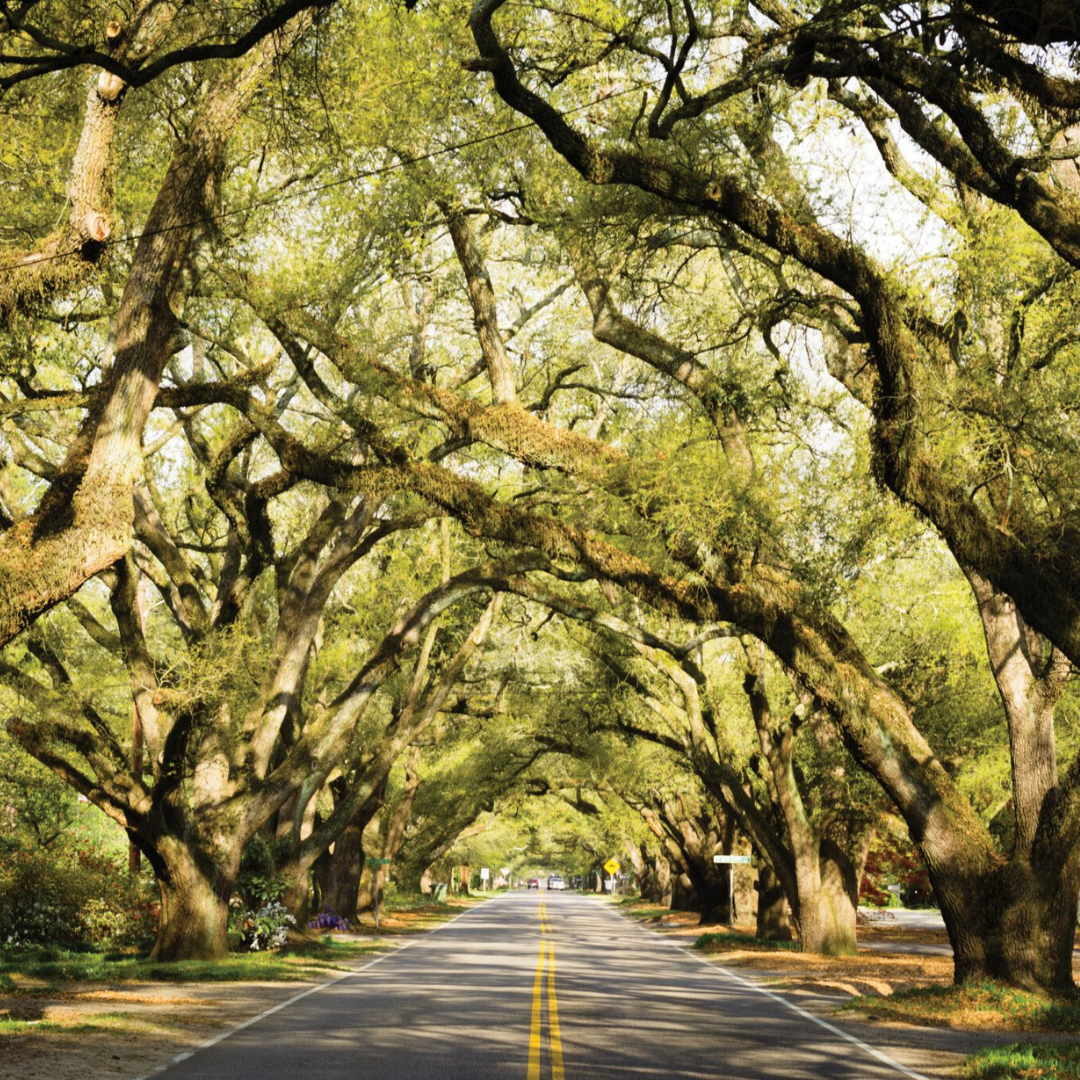 Historic tree-lined road in downtown Aiken, with lush greenery arching over the pathway.